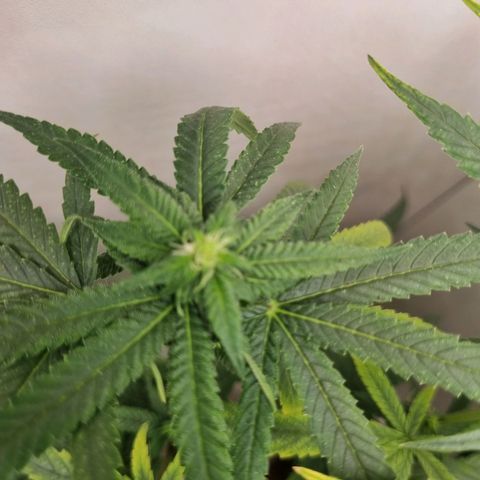 Mary - Og kush - Santa Semente BR growlog timeline photo