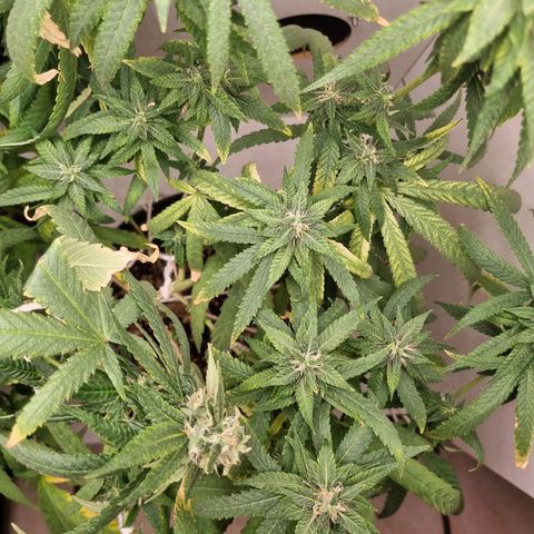 Mary - Og kush - Santa Semente BR growlog timeline photo