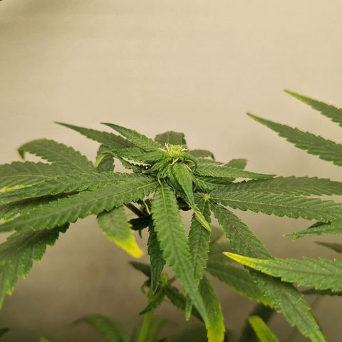 Mary - Og kush - Santa Semente BR growlog timeline photo