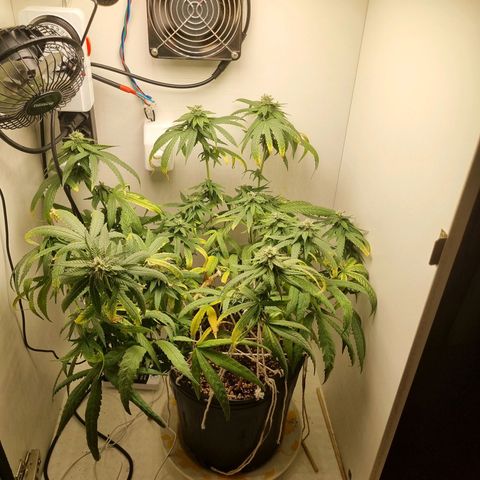 Mary - Og kush - Santa Semente BR growlog timeline photo