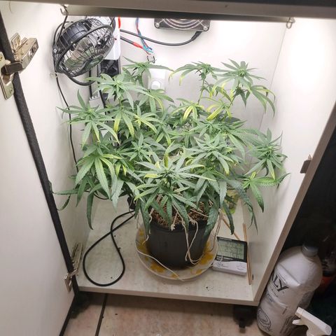 Mary - Og kush - Santa Semente BR growlog timeline photo