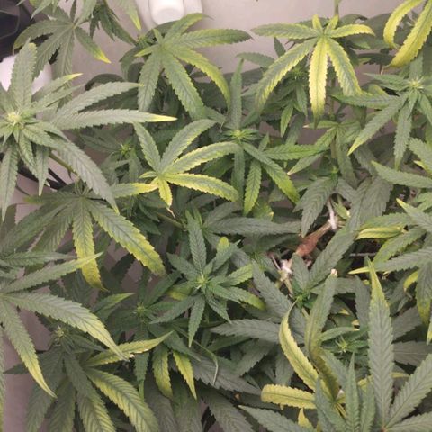 Mary - Og kush - Santa Semente BR growlog timeline photo