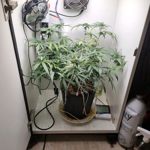 Mary - Og kush - Santa Semente BR growlog timeline photo