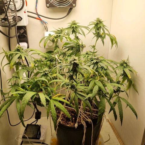 Mary - Og kush - Santa Semente BR growlog timeline photo