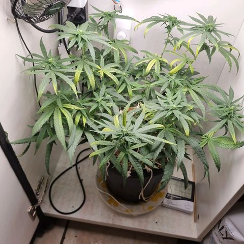 Mary - Og kush - Santa Semente BR growlog timeline photo