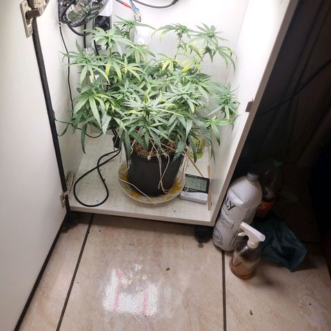 Mary - Og kush - Santa Semente BR growlog timeline photo