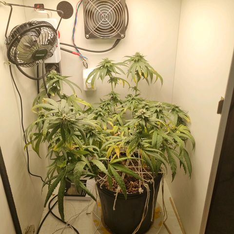 Mary - Og kush - Santa Semente BR growlog timeline photo