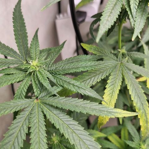 Mary - Og kush - Santa Semente BR growlog timeline photo