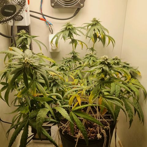 Mary - Og kush - Santa Semente BR growlog timeline photo