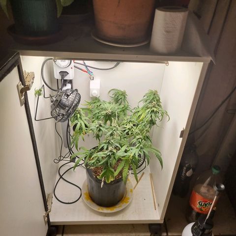 Mary - Og kush - Santa Semente BR growlog timeline photo