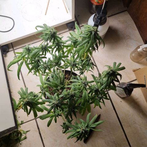 Mary - Og kush - Santa Semente BR growlog timeline photo