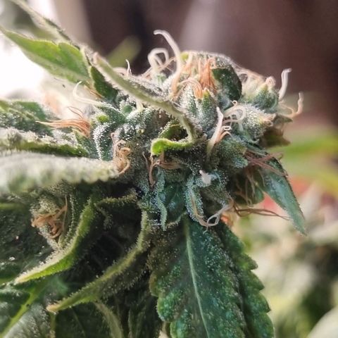 Mary - Og kush - Santa Semente BR growlog timeline photo