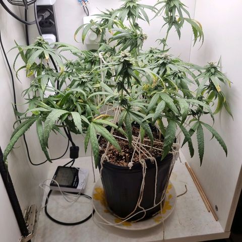 Mary - Og kush - Santa Semente BR growlog timeline photo