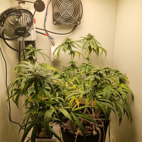 Mary - Og kush - Santa Semente BR growlog timeline photo