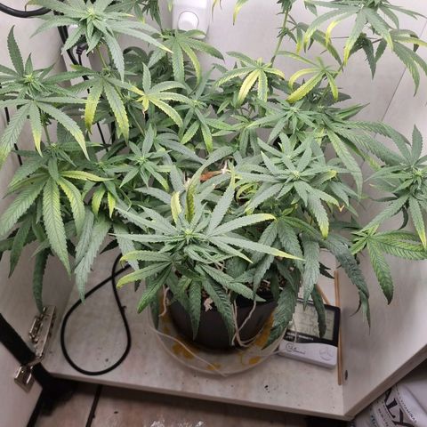 Mary - Og kush - Santa Semente BR growlog timeline photo