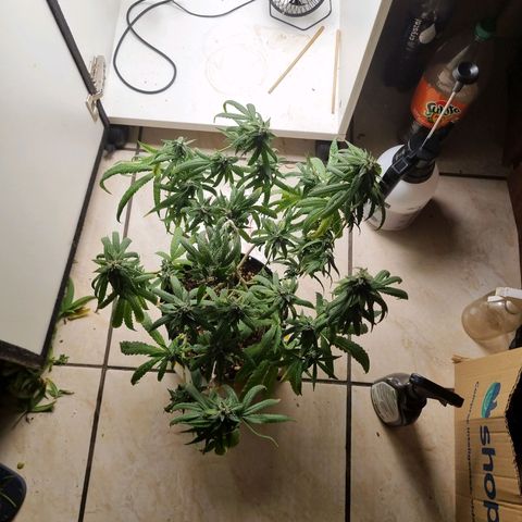 Mary - Og kush - Santa Semente BR growlog timeline photo