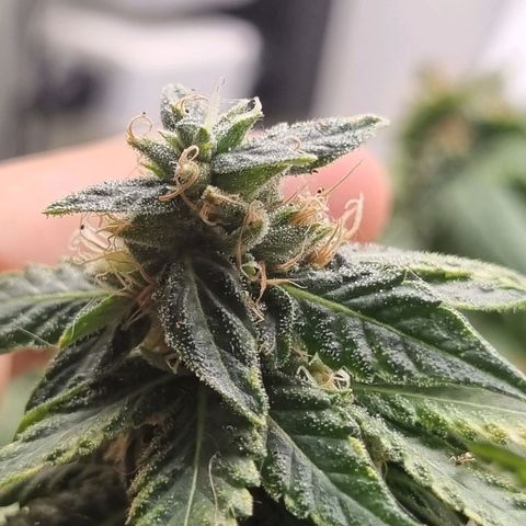 Mary - Og kush - Santa Semente BR growlog timeline photo