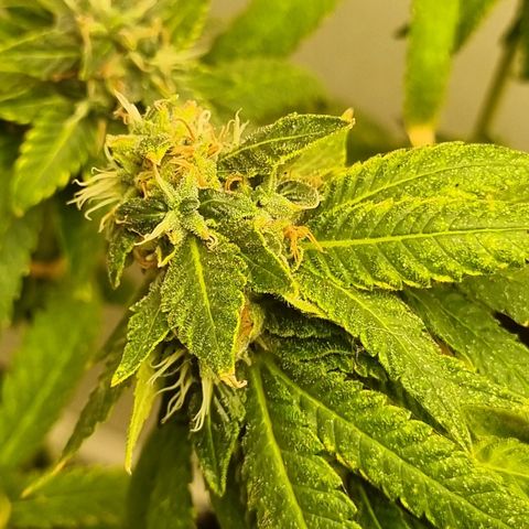 Mary - Og kush - Santa Semente BR growlog timeline photo