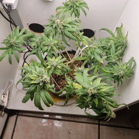 Mary - Og kush - Santa Semente BR growlog timeline photo