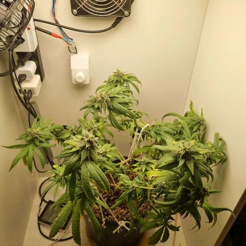 Mary - Og kush - Santa Semente BR growlog timeline photo