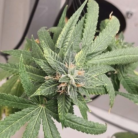 Mary - Og kush - Santa Semente BR growlog timeline photo