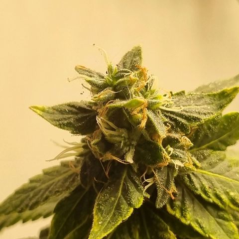 Mary - Og kush - Santa Semente BR growlog timeline photo