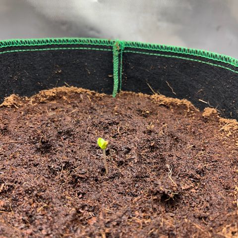 Blueberry-Auto growlog timeline photo