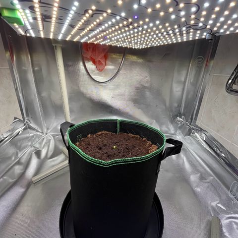 Blueberry-Auto growlog timeline photo