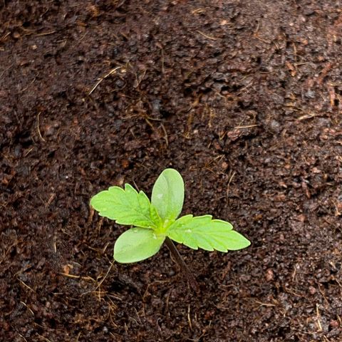 Blueberry-Auto growlog photo: Zalevam 2-3x denne podle davkovaci tabulky canna (postupne navysuju podle citu, zadny skoky)