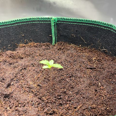Blueberry-Auto growlog photo: Zalevam 2-3x denne podle davkovaci tabulky canna (postupne navysuju podle citu, zadny skoky)