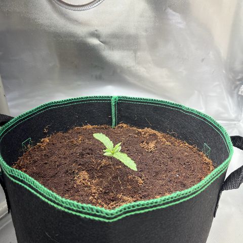 Blueberry-Auto growlog timeline photo