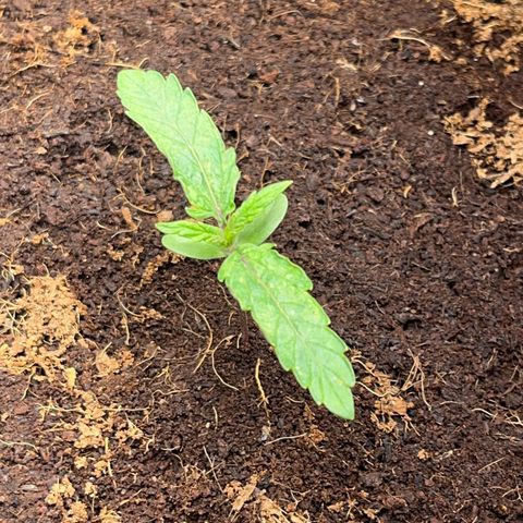 Blueberry-Auto growlog timeline photo