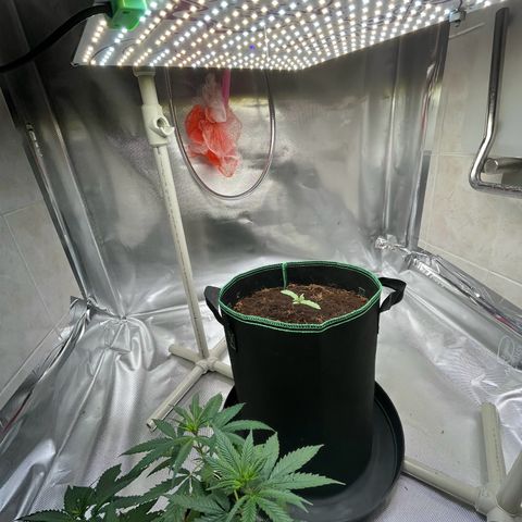 Blueberry-Auto growlog timeline photo