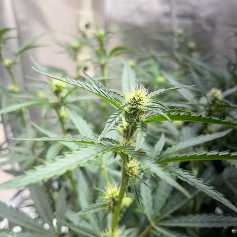 Blueberry-Auto growlog timeline photo