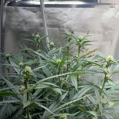 Blueberry-Auto growlog timeline photo