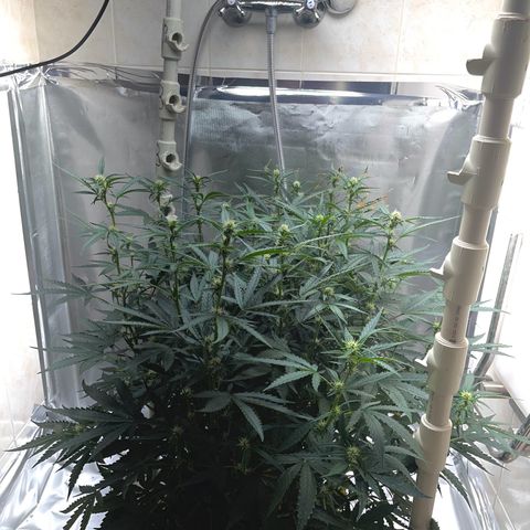 Blueberry-Auto growlog timeline photo