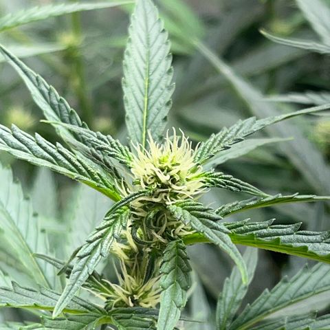 Blueberry-Auto growlog timeline photo