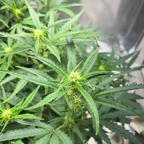Blueberry-Auto growlog timeline photo