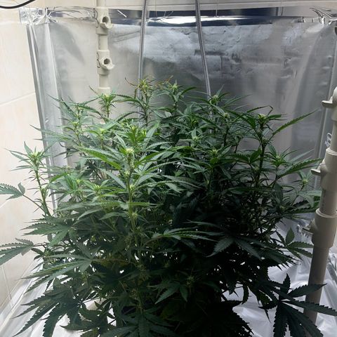 Blueberry-Auto growlog timeline photo