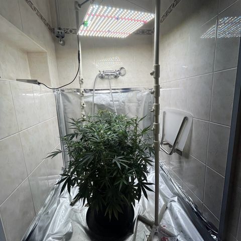 Blueberry-Auto growlog timeline photo