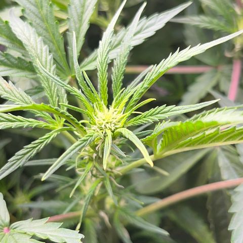 Blueberry-Auto growlog timeline photo