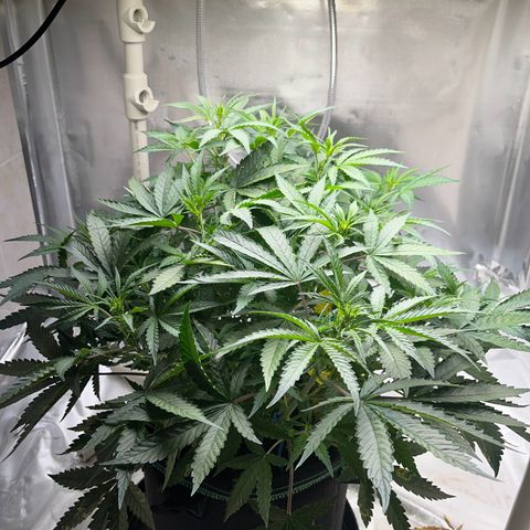 Blueberry-Auto growlog timeline photo