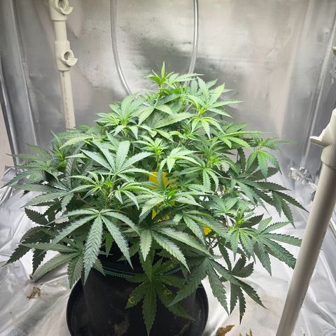 Blueberry-Auto growlog timeline photo