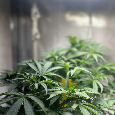 Blueberry-Auto growlog timeline photo