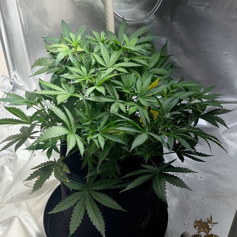 Blueberry-Auto growlog timeline photo