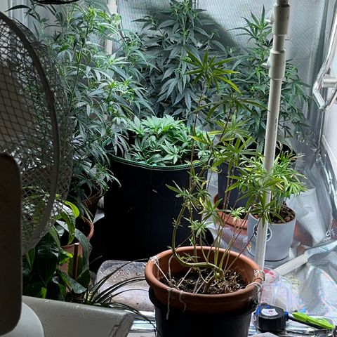 Blueberry-Auto growlog timeline photo
