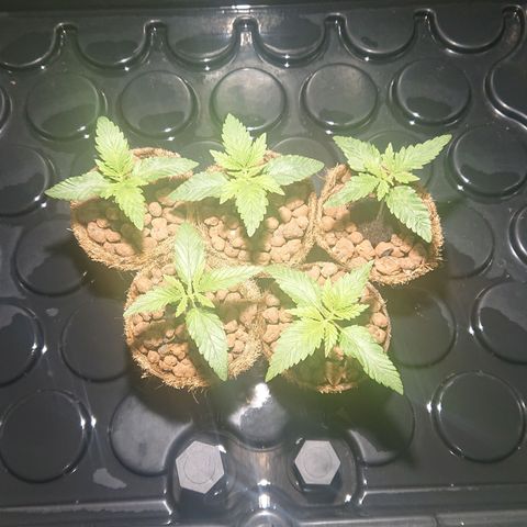 Lemon Shining Silver Haze #1 growlog timeline photo