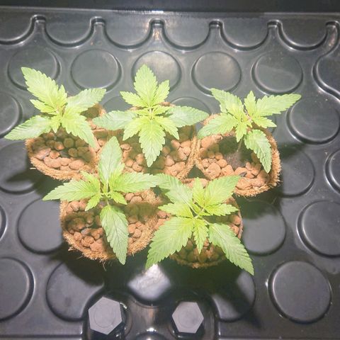Lemon Shining Silver Haze #1 growlog timeline photo