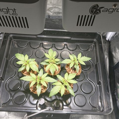 Lemon Shining Silver Haze #1 growlog timeline photo