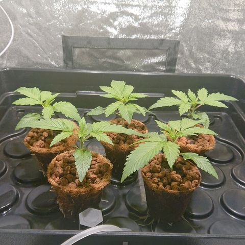 Lemon Shining Silver Haze #1 growlog timeline photo